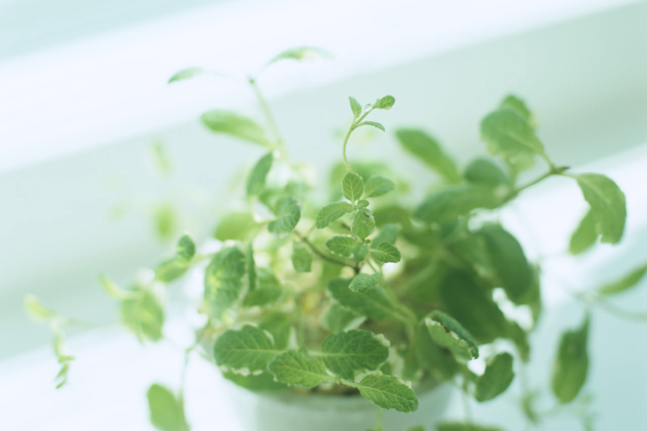 植物の写真