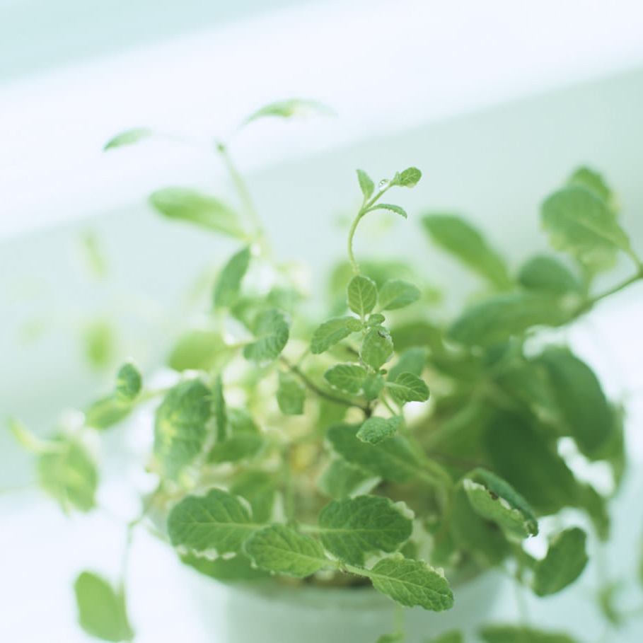 植物の写真
